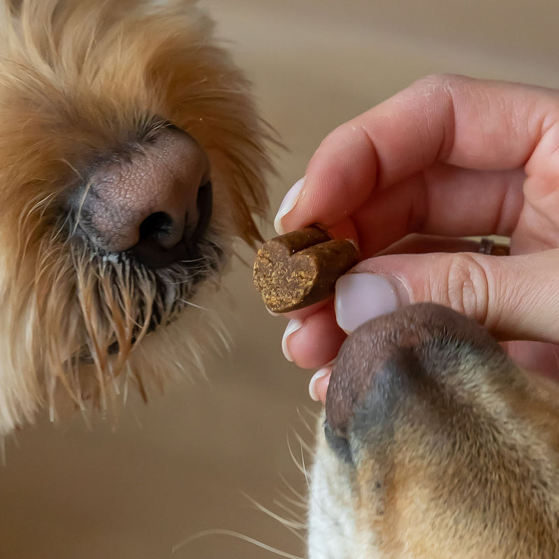 CBD Calming Soft Chew Dogs Treats