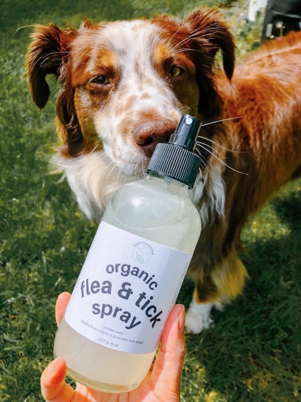 Natural spray for fleas and ticks on dogs clearance