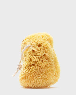 Large Sea Sponge