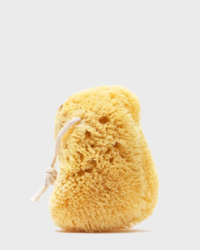 Large Sea Sponge